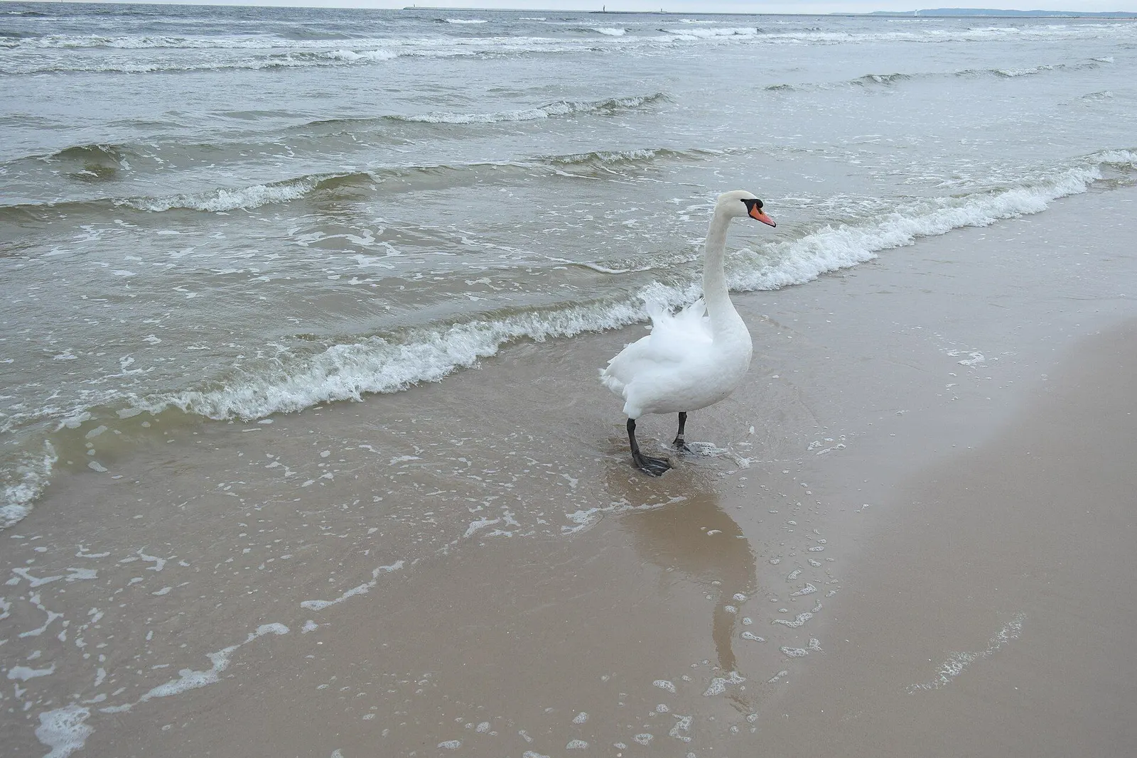 Łabędź na brzegu morza